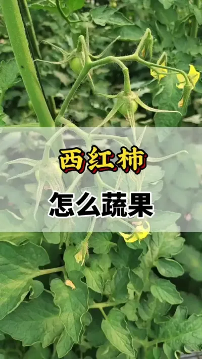 西红柿怎么蔬果#番茄种植方法及管理技术 #西红柿 #西红柿种植技术与管理法 #西红柿的种植技术 #番茄蔬果