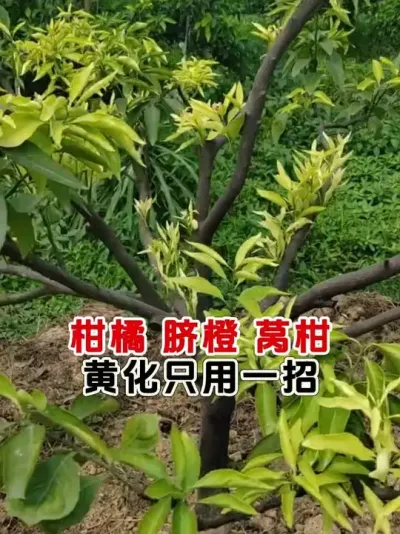 柑橘，脐橙，沃柑，黄化只用一招 #柑橘黄化 #果树管理 #黄化一撒清 #今日三农爆款