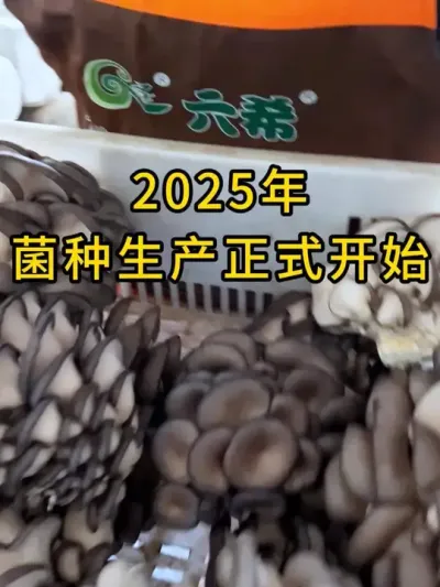 平菇种植，菌种生产已经开始了，需要平菇栽培种的联系我。#平菇种植 #平菇菌种 #食用菌栽培种 #栽培种