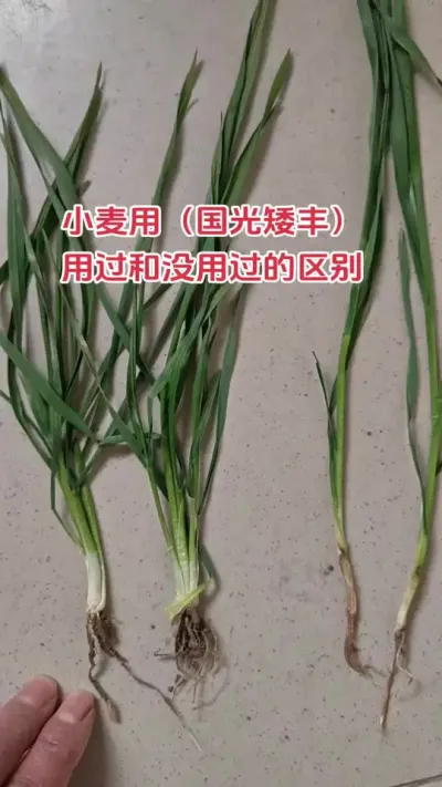 小麦明显的区别#心系三农服务三农 #农民不易 #农业 #种地不容易 #农业种植技术
