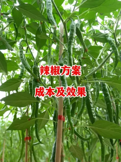 辣椒全流程管理技术方案种植成本要多少#辣椒种植 #辣椒 #小米辣 #线椒 #来抖音学农技