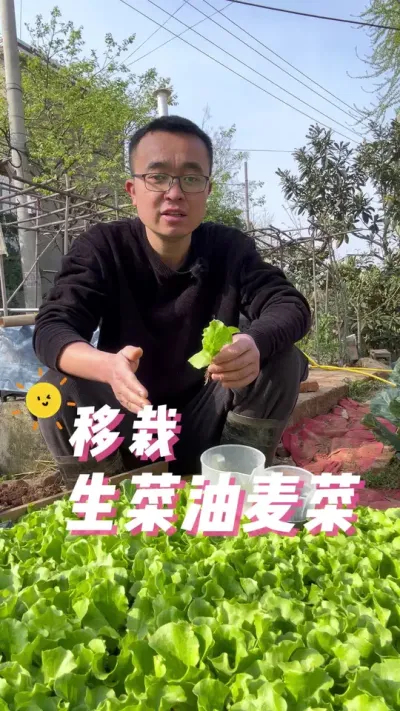 移栽生菜油麦菜，生菜油麦菜怎么移栽？#种植小技巧 #生菜 #我爱种菜 #蔬菜种植 #关注我一起学种菜