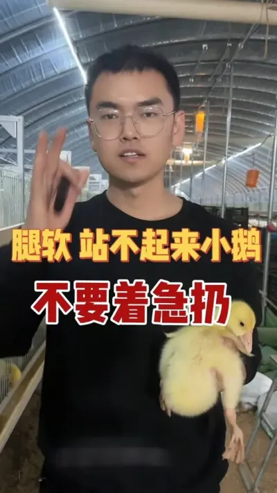 养鹅的你是不是经常遇到大群里挑出来一些腿软，瘫痪，站不起来的？别着急扔！我教你一招，小鹅第二天活蹦乱跳！点赞加收藏，别用的时候找不到了！#养鹅技术找晓雨 #养鹅技术分享 #养鹅