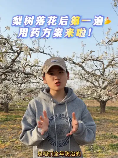 应广大粉丝要求 梨树落花后第一遍用药 今天给大家聊聊#来抖音学农技 #抖音助农 #梨树 #果树管理 #抖音助农扶农