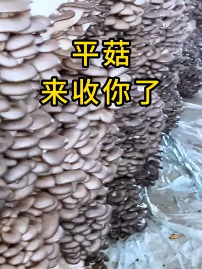 平菇种植，我们40年经验专业生产平菇菌种，全国发货。#平菇菌种 #食用菌栽培种 #栽培种 #平菇种植