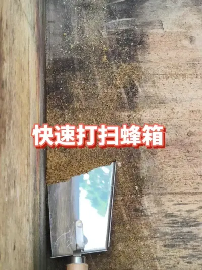 蜂箱要勤打扫 #蜜蜂养殖 #三农 #农村养蜂人