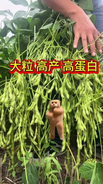 大粒高产高蛋白黄豆，惠农特惠中&hellip;&hellip;#大豆种植 #农业种植 #产量特别高 #大豆高产配方 #抖音助农 @抖加🔥上热门🔥dou+🔥热点宝 @抖加上热门 @巨量算数 @DOU+上热门