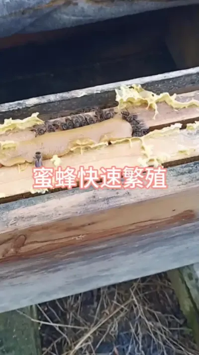 蜜蜂快速繁殖起来#蜜蜂养殖 #三农 #花粉浆