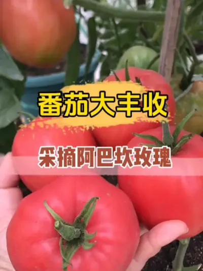 红彤彤又很喜庆的大果番茄你们见过吗？阿巴坎玫瑰我的天命番茄。 #西红柿种植  #盆栽番茄 #阿巴坎玫瑰 #我的小菜园