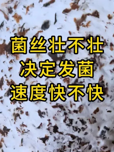 平菇种植，想要发菌速度快，要看菌丝壮不壮#平菇菌种 #平菇种植 #食用菌栽培种 #栽培种
