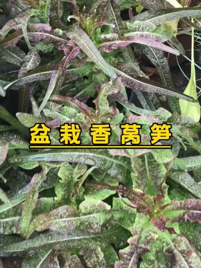 天气一冷，就想吃莴笋炒腊肉，我们这里难得10度以下，青菜估计都停止生长了。#记录我的种植生活 #我的小菜园 #楼顶菜园 #自己种的纯天然的绿色蔬菜 #我爱种菜