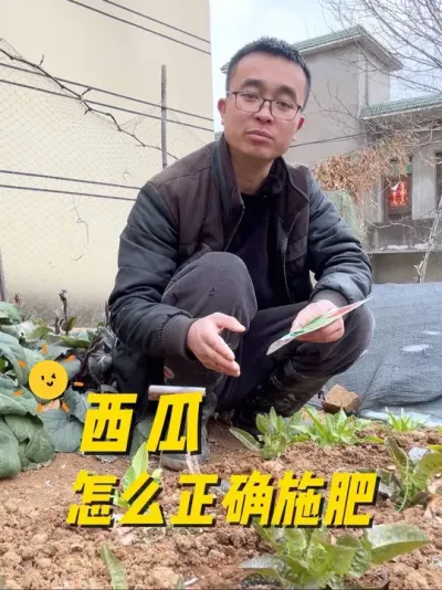 西瓜怎么正确施肥？西瓜种植方法？#种植小技巧 #楼顶种菜 #种菜 #关注我一起学种菜 #阳台种植