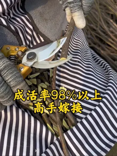 #抖音助农 #支持三农扶持三农发展 #关注我每天为你分享更多农业知识 #分享农业知识帮农民增产增收 #嫁接技术 @抖音小助手 @抖音热点宝 @抖音创作者中心