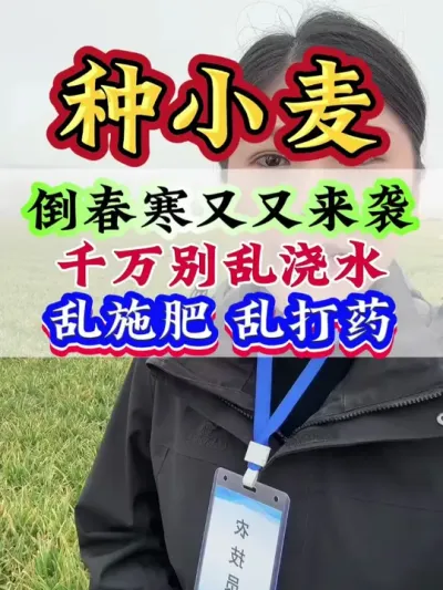 倒春寒又又来袭，千万别乱浇水，乱施肥，乱打药#小麦 #小麦管理 #小麦高产 #小麦种植技术 #种小麦