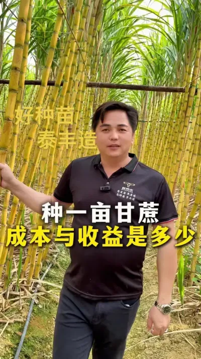 你家甘蔗赚钱了吗？#甘蔗种植 #农业种植 #种植 #黄金甘蔗 #三农