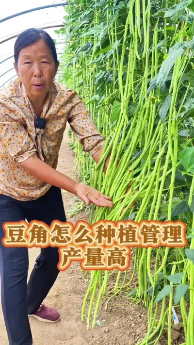 豆角怎么种植管理产量高 豆角怎么种植管理产量高#豆角种植 #豇豆种植 #蔬菜种植 #种植小技巧 #生菜杨姐 @DOU+小助手