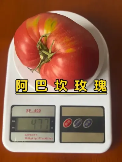 收获大大个的阿巴坎玫瑰番茄，一个能炒一大碟！#记录我的种植生活 #楼顶菜园 #盆栽果树 #盆栽番茄#阿巴坎玫瑰