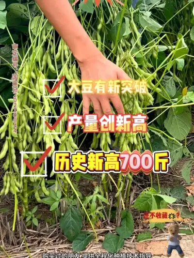 大粒金豆王 亩播1斤 #农业种植 #服务三农支持三农 #抖音助农 #产量特别高