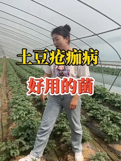 土豆疮痂病防治好用的菌@抖音小助手 #疮痂病 #土豆种植