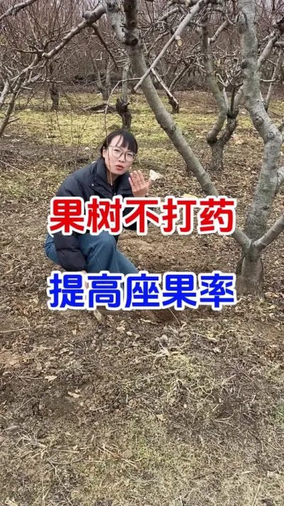 果树不打药提高座果率#果树种植#果树施肥#硼肥 #果园管理