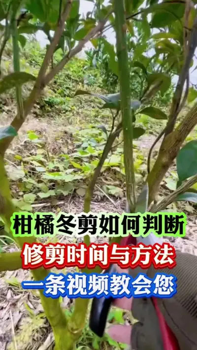 柑橘冬剪，如何判断时间，到底怎么去剪，一个视频教会您#果树种植 #果树管理 #柑橘种植 #果树修剪 #果园管理