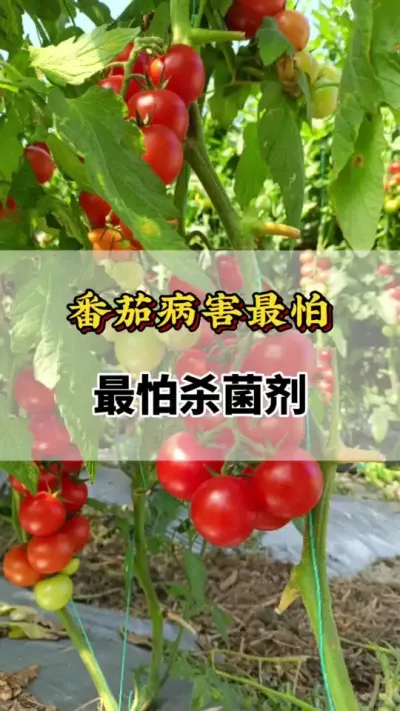 番茄病害最怕的杀菌剂#番茄种植方法及管理技术 #西红柿种植技术与管理法 #番茄病害防治 #番茄种植技术 #西红柿的种植技术