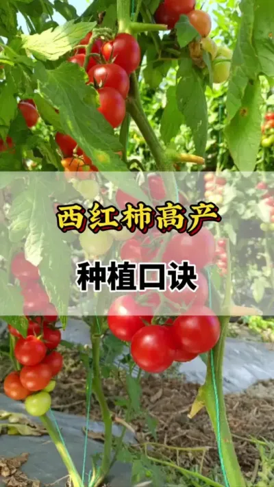 西红柿高产种植口诀#西红柿打头的正确方法 #西红柿高产技术 #西红柿种植口诀 #番茄种植方法及管理技术 #西红柿种植技术与管理法