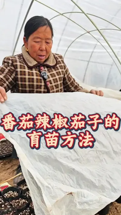 番茄辣椒的育苗方法 番茄辣椒的育苗方法 #蔬菜育苗 #每天分享蔬菜种植技巧 #番茄种植 #生菜杨姐 #种植小技巧 @DOU+小助手