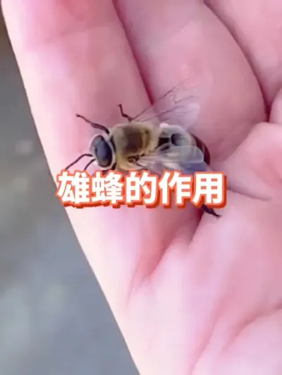 雄蜂有什么作用，怎么除掉多余的雄蜂#蜜蜂养殖 #三农 #雄蜂