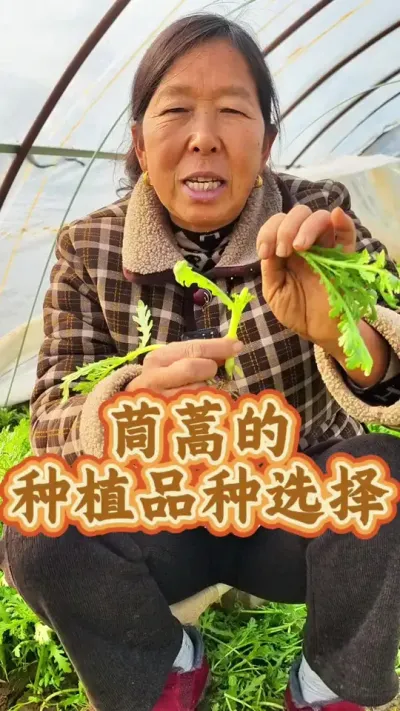 茼蒿的种植品种 茼蒿有几种你可知道#茼蒿 #种植小技巧 #种植 #蔬菜种植 #生菜杨姐 @DOU+小助手