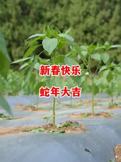 提前祝大家新春快乐，新年大吉#辣椒种植 #小米辣 #线椒 #辣椒 #来抖音学农技