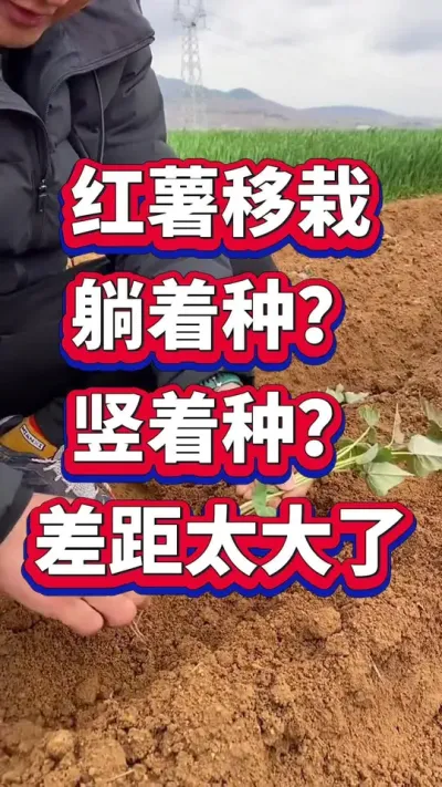 红薯种植管理#红薯种植 #红薯大丰收 #红薯高产种植 #红薯施肥 #红薯管理