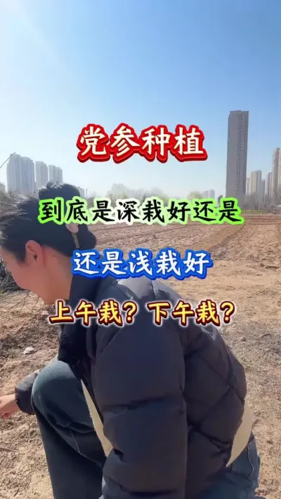 党参深载好还是浅载好#党参种植#党参管理#党参高产