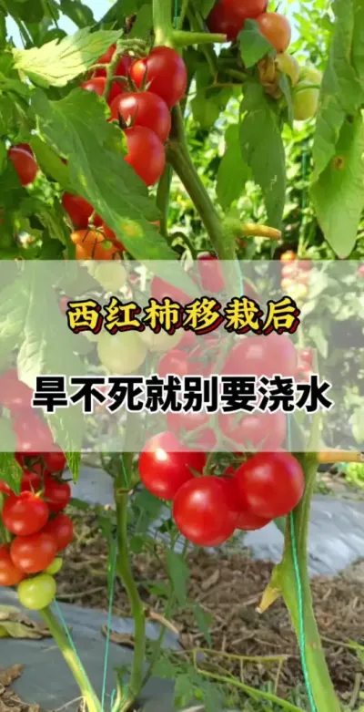 西红柿移栽后，旱不死就别浇水#番茄种植方法及管理技术 #西红柿种植技术与管理法 #番茄种植技术 #番茄种植技巧和方法 #番茄的种植方法