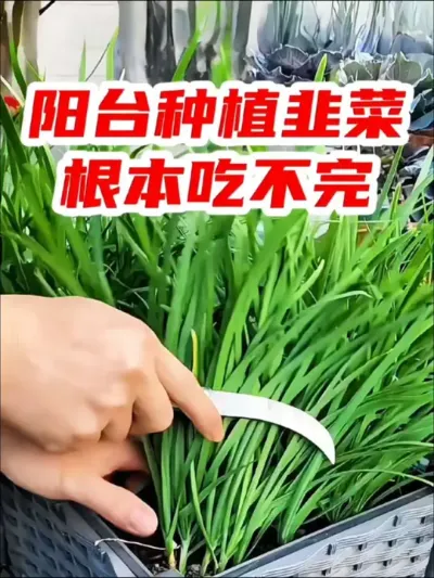 阳台种植韭菜，根本吃不完 #韭菜 #阳台种菜 ##关注我一起学种菜 #种植小技巧 #韭菜根