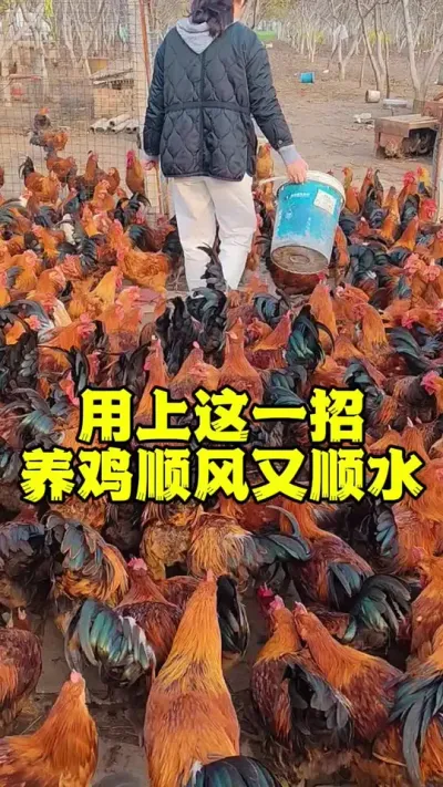 用上这一招养鸡顺风又顺水#养鸡#散养土鸡#鸡鸭鹅养殖#科学养鸡#养鸡妙招