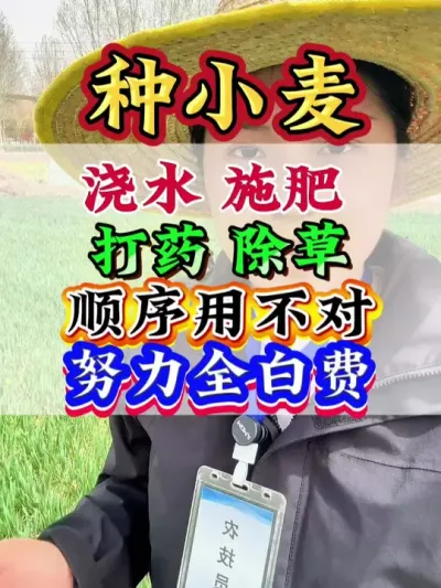 小麦浇水、施肥、打药、顺序用不对，努力全白费 #小麦 #小麦种植 #高产小麦 #种小麦#病虫害防治