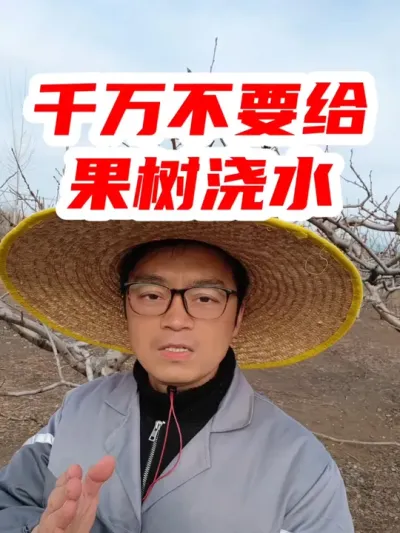 千万不要给果树乱浇水了 #果树种植 #果树管理 #果树浇水 #果园管理 #农业种植