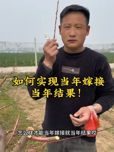 #支持三农扶持三农发展 #抖音助农 #关注我每天为你分享更多农业知识 #分享农业知识帮农民增产增收 #嫁接技术 @抖音小助手 @抖音热点 @抖音创作者中心