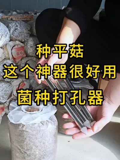 平菇种植，我们卖的枝条菌种为什么菌丝量大又健壮呢？我们是这样做的。#平菇种植 #打孔器 #菌种打孔器