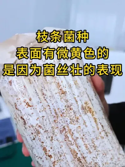 枝条菌种，表面有微黄色的，是因为菌丝壮的表现，需要平菇菌种的联系我。#平菇种植 #平菇菌种 #食用菌栽培种 #栽培种