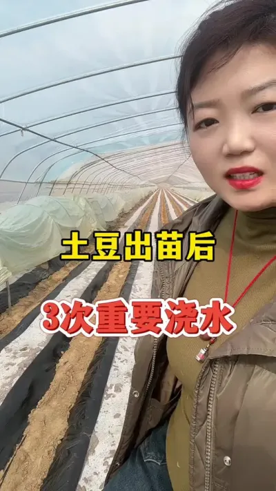土豆出苗后，3次重要的浇水#土豆🥔 #土豆种植 @抖音小助手