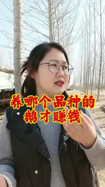 养哪个品种的鹅才赚钱#养鹅 #养鹅人 #养鹅技术分享 #鹅 #科学养鹅