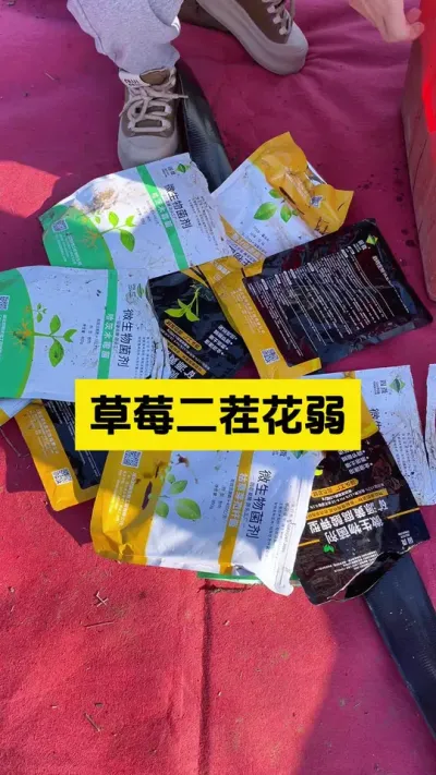 草莓二茬花弱怎么办？#启明大师姐 #草莓种植管理技术和方法 #农业技术推广 #病虫害防治 #科学种植