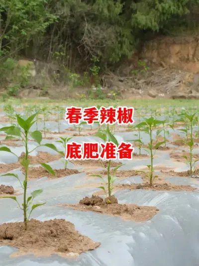 春季辣椒种植底肥准备哪些#辣椒种植 #辣椒 #小米辣 #线椒 #来抖音学农技