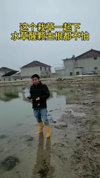 这个栽草一起下，生根醒颗都不怕#水产养殖 #养蟹发哥