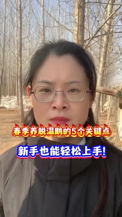 春季养脱温鹅的5个关键点，新手也能轻松上手。#养鹅技术分享 #每天分享养殖技术和经验 #狮头鹅 #养鹅人 #鹅