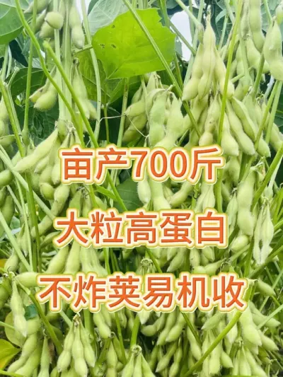 大豆有新突破，产量特别高 #农业种植 #抖音助农 #服务三农支持三农 #产量特别高 #高产大豆种子