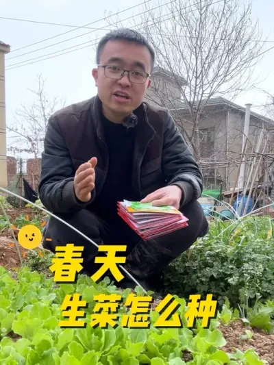 春天生菜怎么种？生菜种植方法#关注我一起学种菜 #我的小菜园 #种植小技巧 #种菜 #种菜小技巧