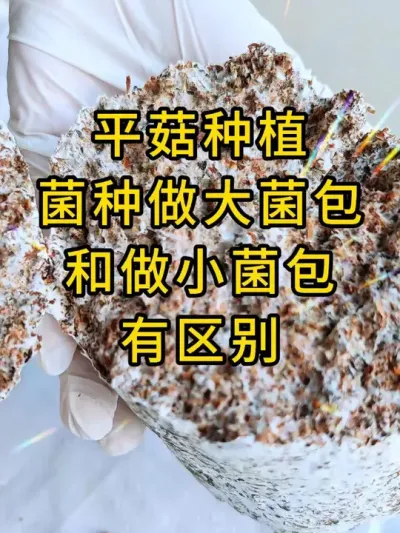 平菇种植，菌种做大做小有说法，平菇棉壳栽培种，需要的老板联系我#平菇菌种 #平菇种植 #食用菌栽培种 #栽培种